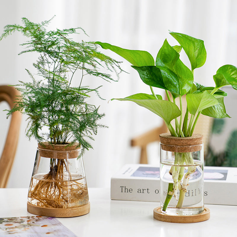 Transparent Simple Hydroponic Glass Vase