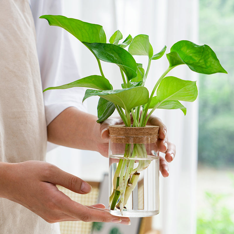 Transparent Simple Hydroponic Glass Vase