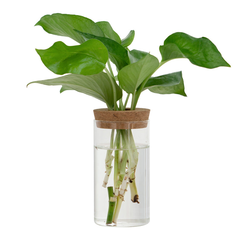 Transparent Simple Hydroponic Glass Vase