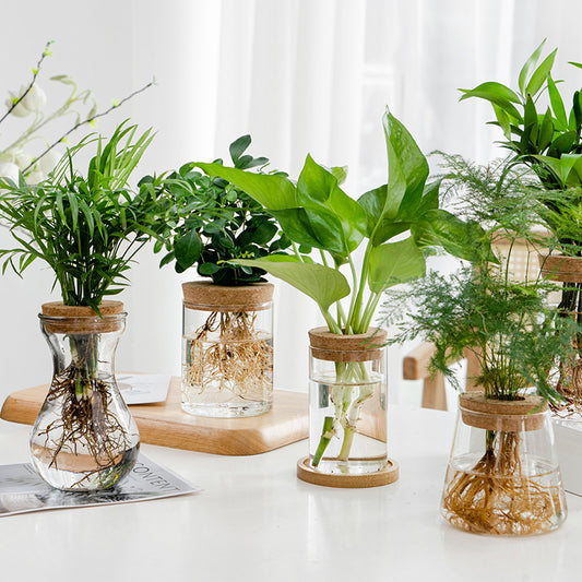 Transparent Simple Hydroponic Glass Vase